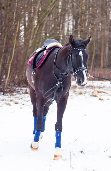 Темная Немецкая Лошадь Оседланная Фоне Снега Тренируется Веревке Фоне Леса — стоковое фото
