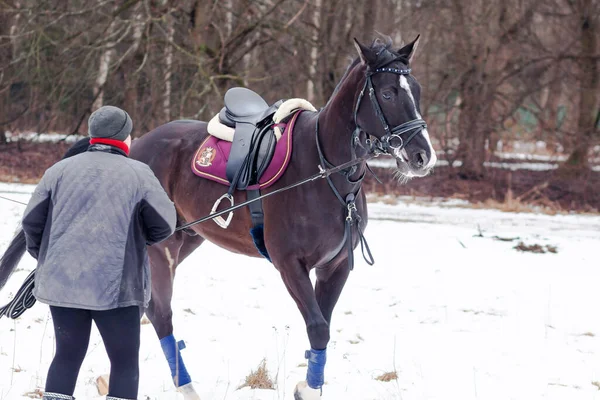 暗い湾は雪を背景にドイツの馬を鞍コードで訓練しコーチと共に — ストック写真