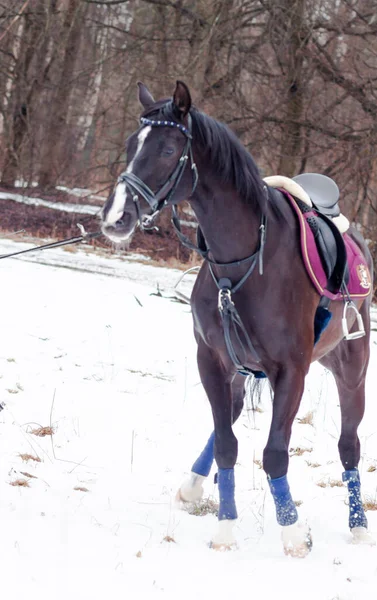 Dark Bay Saddled German Horse Background Snow Training Cord Bavarian — Stock Photo, Image