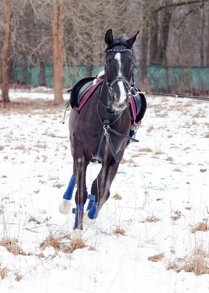 Uma Baía Escura Selou Cavalo Alemão Contra Fundo Neve Treinando — Fotografia de Stock