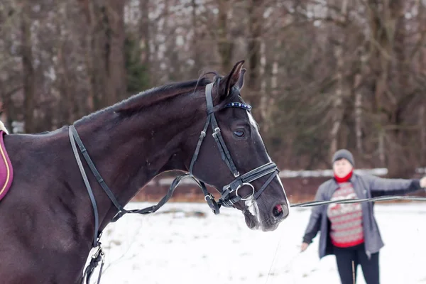 Uma Baía Escura Selou Cavalo Alemão Contra Fundo Neve Treinando — Fotografia de Stock