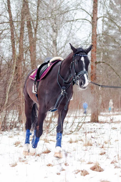 Kara bir körfez, Alman atını karın arka planına yasladı ve bir kordon üzerinde antrenman yaptı. Bavyera atları..