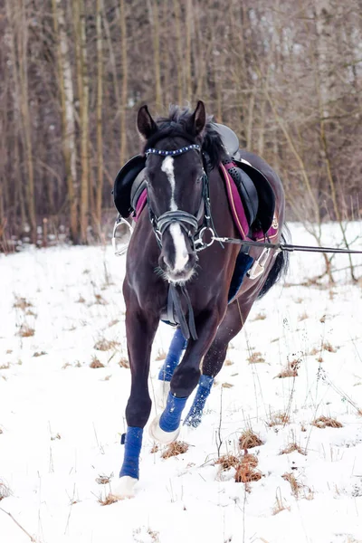 Темная Бухта Оседлала Немецкую Лошадь Фоне Снега Тренирующуюся Веревке Баварская — стоковое фото