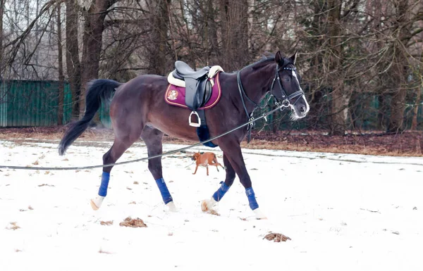 Uma Baía Escura Selou Cavalo Alemão Contra Fundo Neve Treinando — Fotografia de Stock