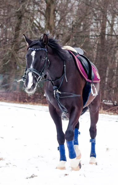 Uma Baía Escura Selou Cavalo Alemão Contra Fundo Neve Treinando — Fotografia de Stock