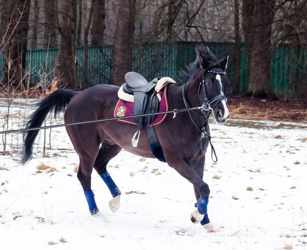 暗い湾は雪を背景にドイツ軍の馬を鞍 コード上の訓練 バイエルン種の馬は — ストック写真
