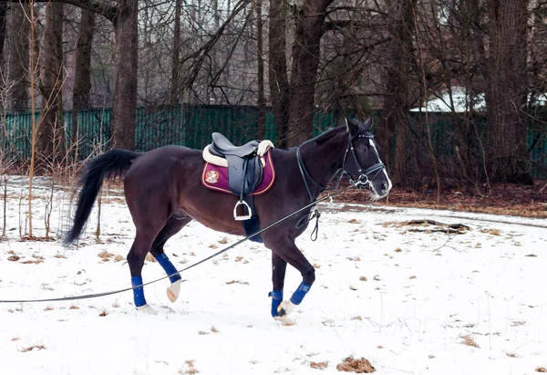 暗い湾は雪を背景にドイツ軍の馬を鞍 コード上の訓練 バイエルン種の馬は — ストック写真