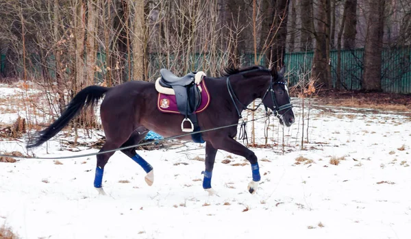 Uma Baía Escura Selou Cavalo Alemão Contra Fundo Neve Treinando — Fotografia de Stock