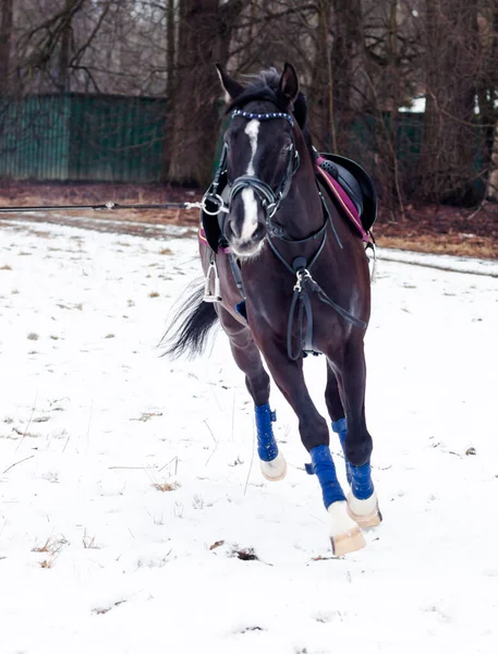 Темная Бухта Оседлала Немецкую Лошадь Фоне Снега Тренирующуюся Веревке Баварская — стоковое фото