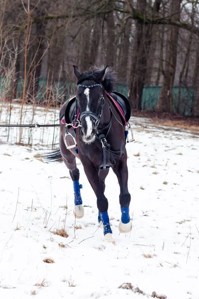 暗い湾は雪を背景にドイツ軍の馬を鞍 コード上の訓練 バイエルン種の馬は — ストック写真