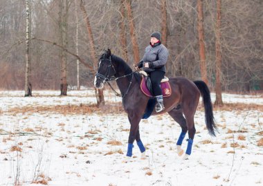 Bir kadın, kış manzarasının, karın, ormanın, sazlıkların arka planında bir Alman atına biniyor..