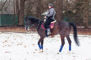 Bir kadın, kış manzarasının, karın, ormanın, sazlıkların arka planında bir Alman atına biniyor..