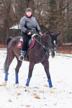 Bir kadın, kış manzarasının, karın, ormanın, sazlıkların arka planında bir Alman atına biniyor..
