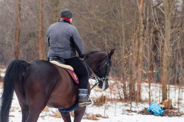 Bir kadın, kış manzarasının, karın, ormanın, sazlıkların arka planında bir Alman atına biniyor..