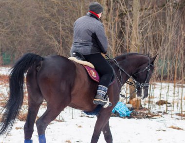 Bir kadın, kış manzarasının, karın, ormanın, sazlıkların arka planında bir Alman atına biniyor..