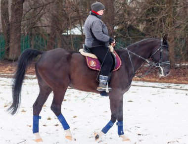 Bir kadın, kış manzarasının, karın, ormanın, sazlıkların arka planında bir Alman atına biniyor..