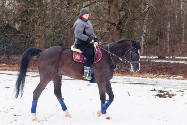 Bir kadın, kış manzarasının, karın, ormanın, sazlıkların arka planında bir Alman atına biniyor..