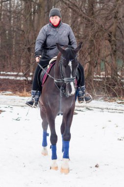 Bir kadın, kış manzarasının, karın, ormanın, sazlıkların arka planında bir Alman atına biniyor..