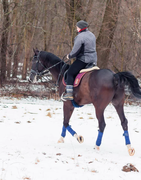 Bir kadın, kış manzarasının, karın, ormanın, sazlıkların arka planında bir Alman atına biniyor..