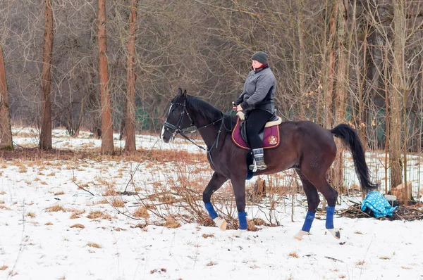 Женщина Ездит Темной Немецкой Лошадке Фоне Зимнего Пейзажа Снега Леса — стоковое фото