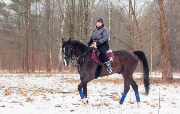 Uma Mulher Monta Cavalo Alemão Baía Escura Contra Fundo Uma — Fotografia de Stock