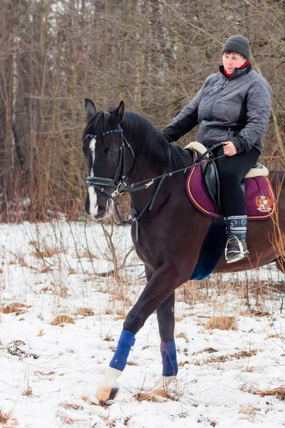 Uma Mulher Monta Cavalo Alemão Baía Escura Contra Fundo Uma — Fotografia de Stock