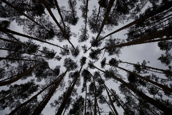 Ormanın güzel manzarası