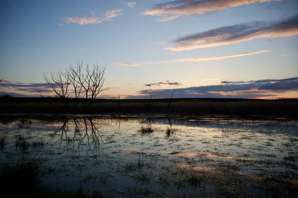 Gölde gün batımı ve yüzen bir kuğu.