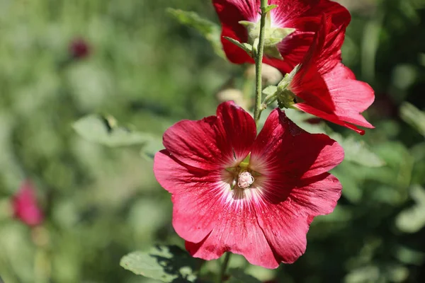 Rote Hibiskusblüte Garten — Stockfoto