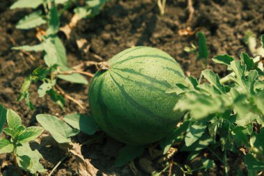 Bahçede büyüyen yeşil karpuz