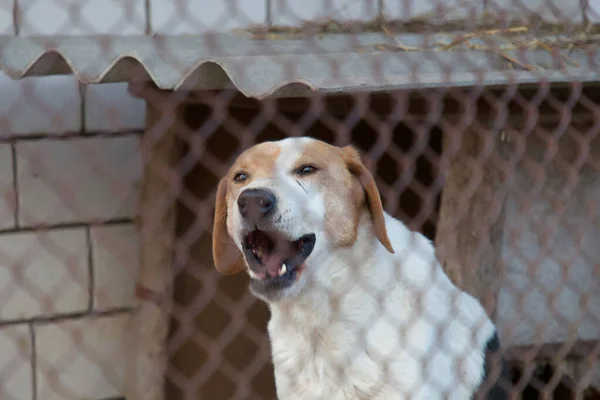 Dog Portrait White Spotted Dog Cage Mongrel Guards House — Stockfoto