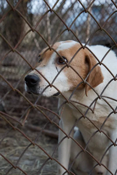 Köpek portresi. Kafesteki beyaz benekli köpek. Melez, evi koruyor.