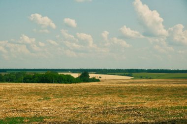 Field landscape after harvested wheat and blue sky. Yellow field with leftover wheat and the green forest in the distance