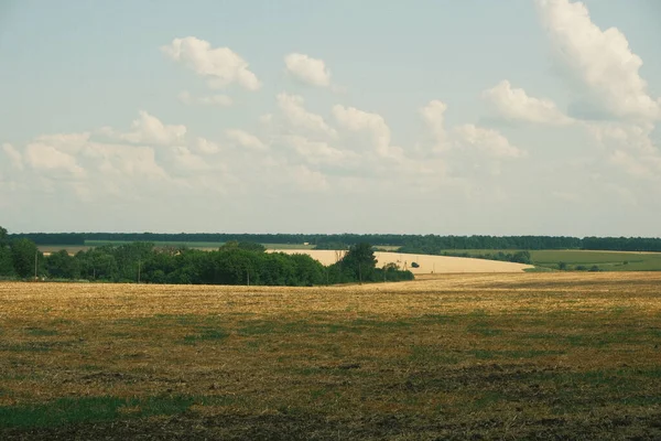 Hasat edilen buğday ve mavi gökyüzünden sonra alan manzarası. Arta kalan buğdaylarla sarı tarla ve uzaktaki yeşil orman.