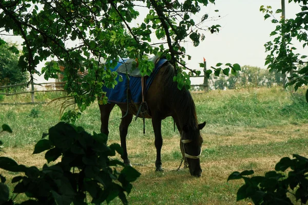 Horse Lawn Nibbles Grass Brown Horse Lunch Lawn Trees —  Fotos de Stock