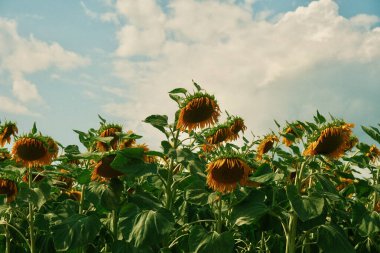Gökyüzüne karşı bir tarlada ayçiçekleri. Etraflarındaki ayçiçeklerine ve arılara yakından bak.