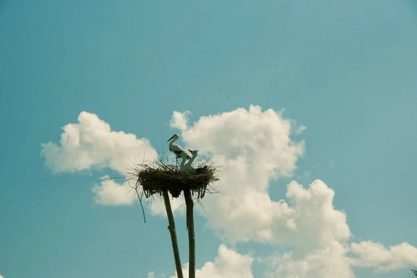 Leylek gökyüzüne karşı yuva yapar. Evde mutluluk için yapay leylek yuvası