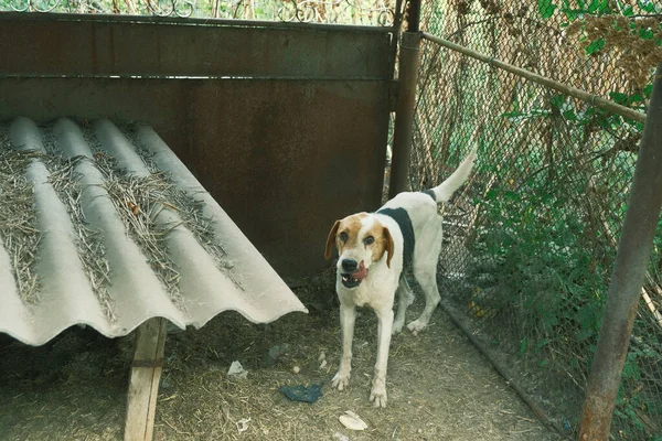 Köpek portresi. Kafesteki beyaz benekli köpek. Melez, evi koruyor.