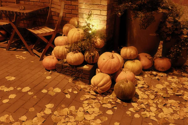 Pumpkins and gourds in the garden before Halloween. Halloween preparation, pumpkin carving and Carving a jack-o\'-lantern
