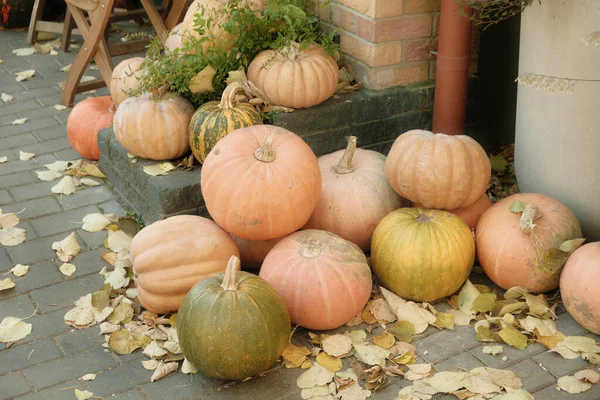 Pumpkins and gourds in the garden before Halloween. Halloween preparation, pumpkin carving and Carving a jack-o\'-lantern