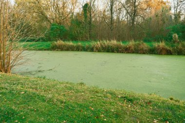 Algal bloom, algae bloom - rapid increase or accumulation in the population of algae in freshwater or marine water systems