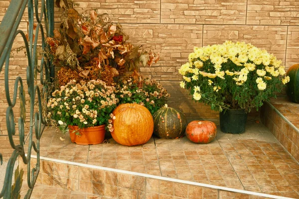 Pumpkins and gourds in the garden before Halloween. Halloween preparation, pumpkin carving and Carving a jack-o'-lantern