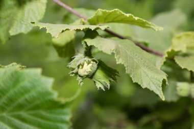 Green hazelnut on the tree. A bunch of hazelnuts hangs on a tree. Bunch of green hazelnuts on a hazel tree