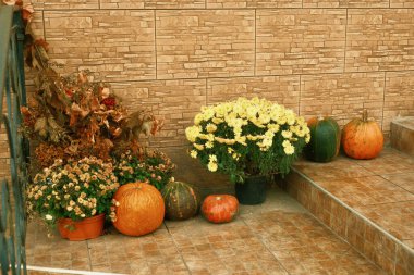 Pumpkins and gourds in the garden before Halloween. Halloween preparation, pumpkin carving and Carving a jack-o'-lantern