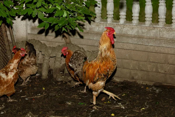 Rooster Hens Walk Yard Farm Rural Farm Life Roosters Hens — Stock Fotó
