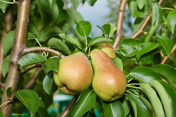Ripe pears on the tree. A bunch of juicy big pears hangs on a tree. A bunch of huge tasty pears grows on a pear tree