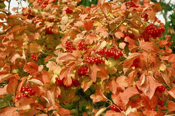 Red viburnum among red, yellow and green leaves. Ripe berries of red viburnum grow on a tree in autumn.