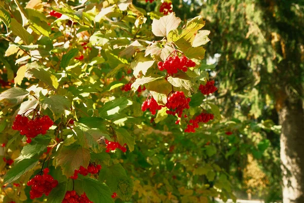 Red Viburnum Red Yellow Green Leaves Ripe Berries Red Viburnum —  Fotos de Stock