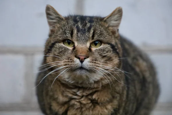 Porträt Einer Grauen Katze Nahes Porträt Einer Schönen Grauen Katze — Stockfoto