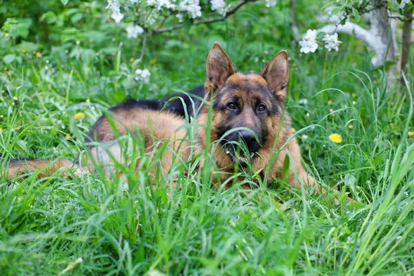 Belo Cão Pastor Alemão Está Brincando Grama Com Flores Filhote — Fotografia de Stock